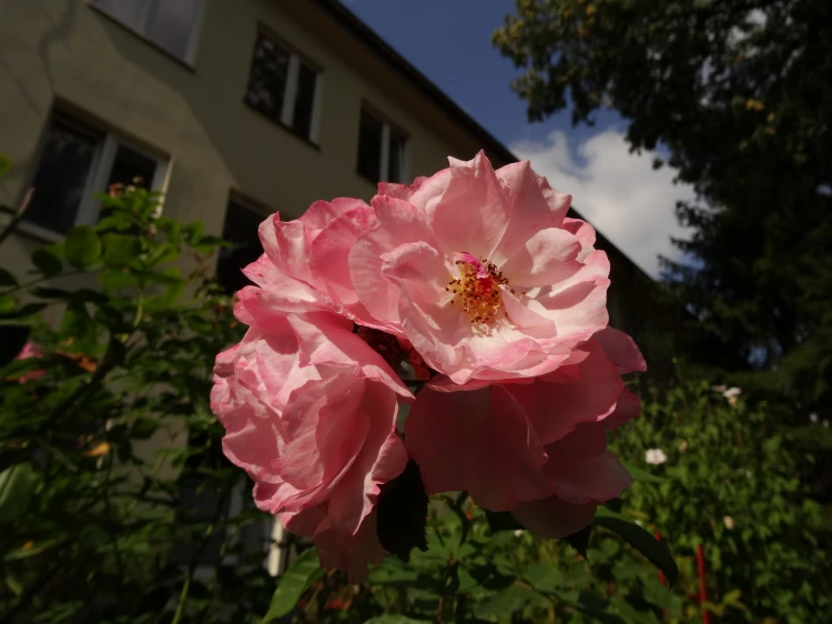 DSC00007.JPG