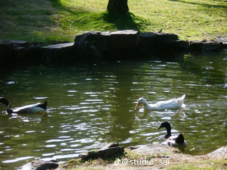 48075.webp